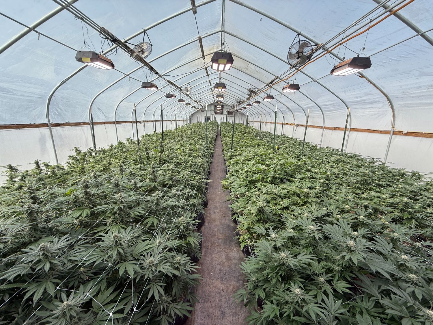 Inside a Grip greenhouse, flowering canopy