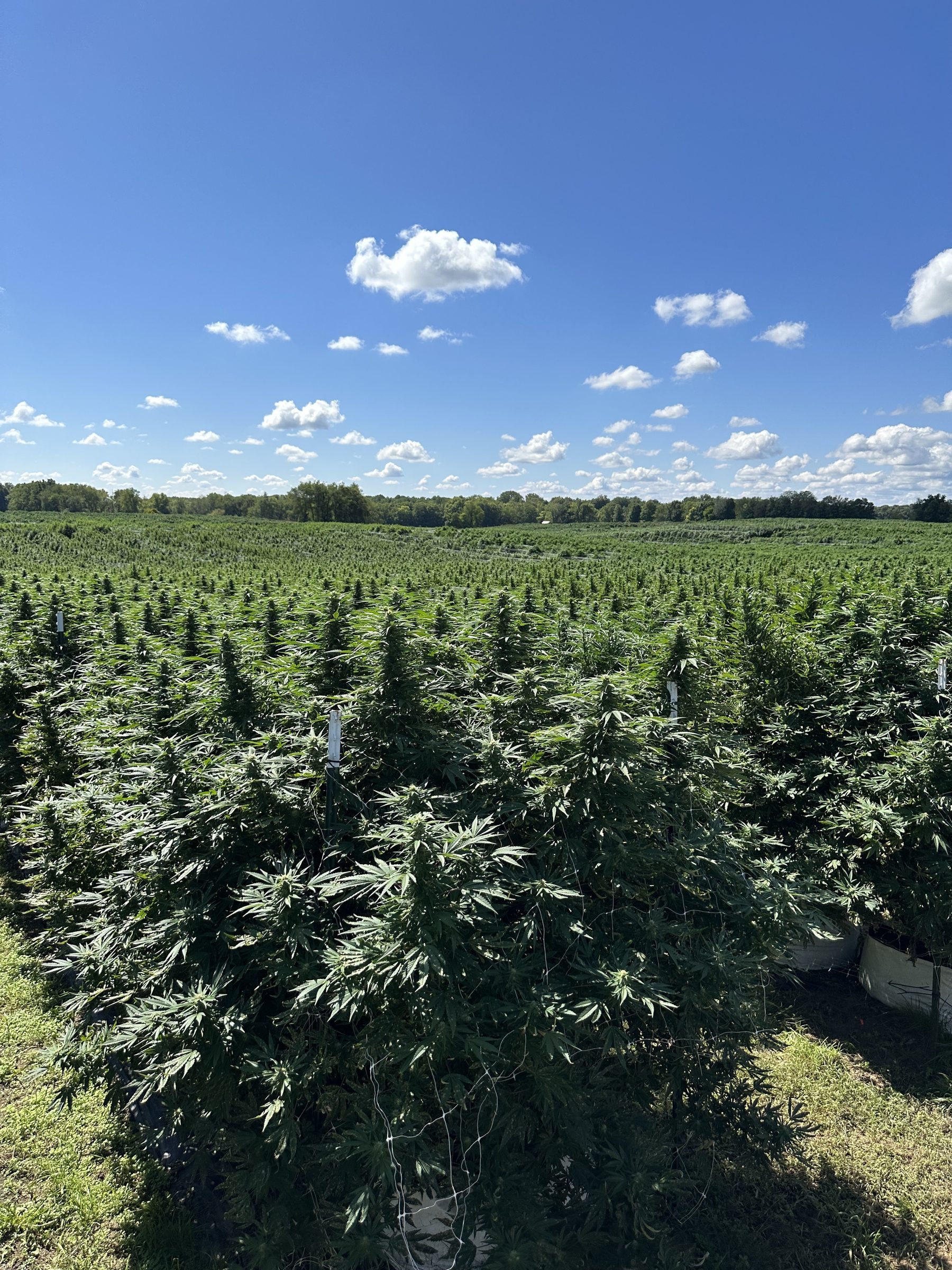Peak canopy
