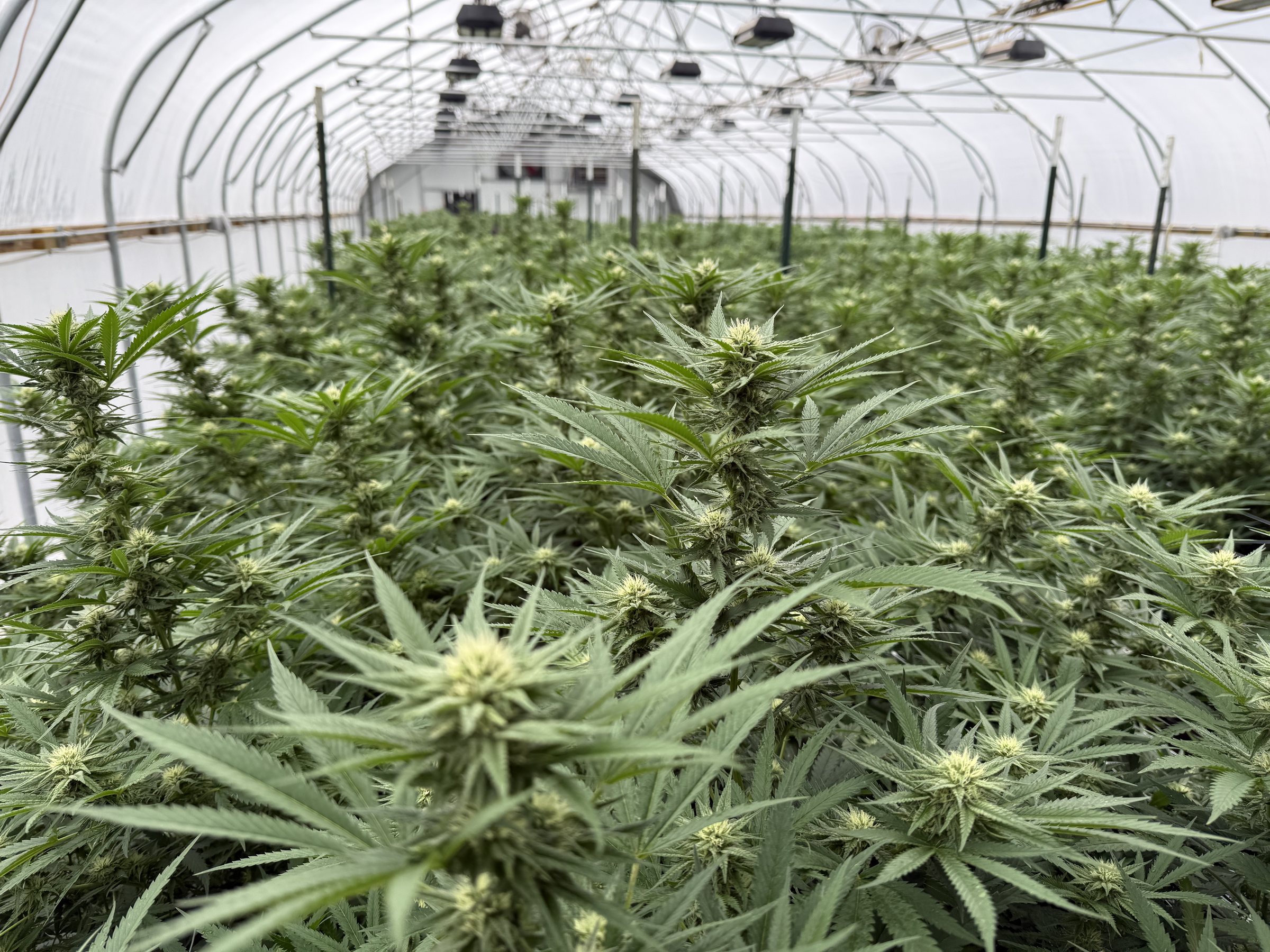 Greenhouse rows, flowering