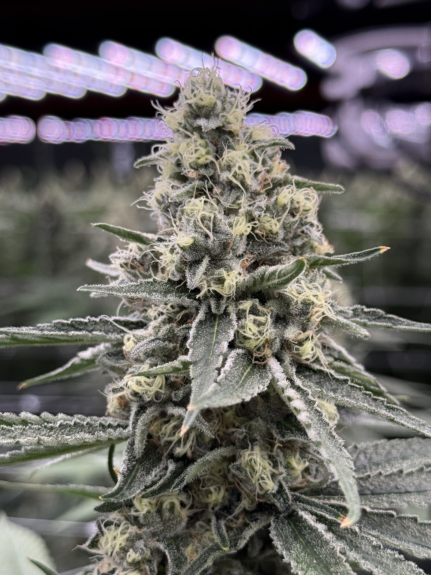 Apple Fritter